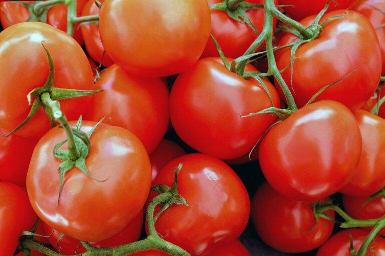 The Future of Urban Agriculture: Growing Food in Vertical Gardens and Rooftop Farms.